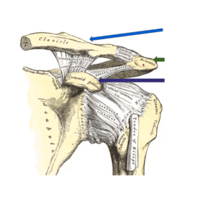 Acute AC Joint Injuries Course