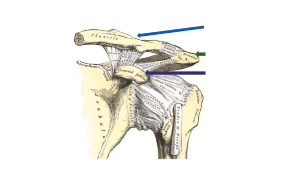 Acute AC Joint Injuries Course